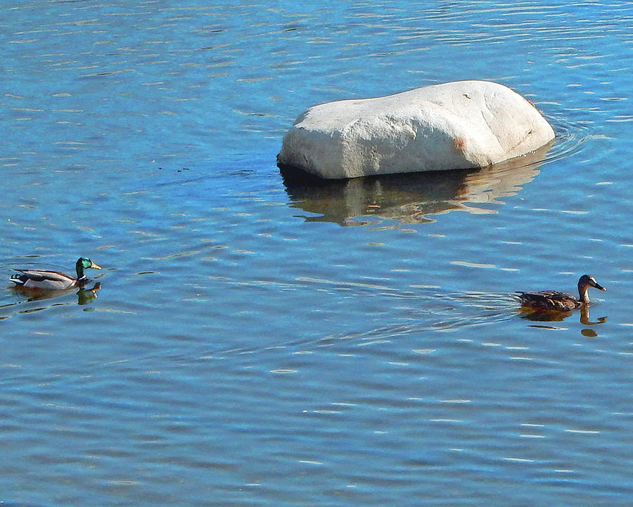 Two Ducks Rocking Photograph by Andrew Lawrence