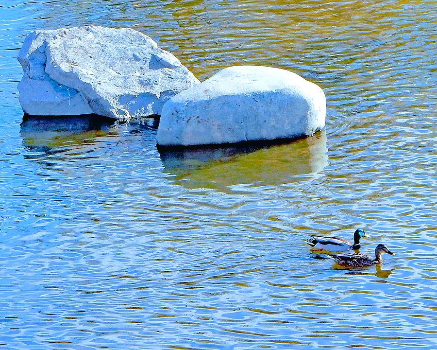 Two Ducks Two Rocks Photograph by Andrew Lawrence