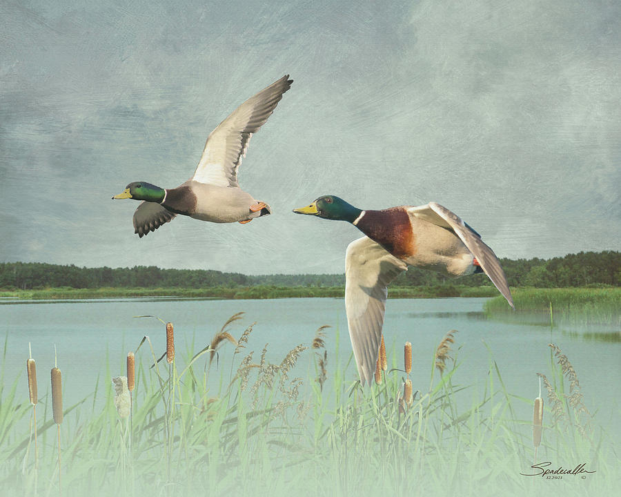 Two Ducks Aloft Digital Art by M Spadecaller
