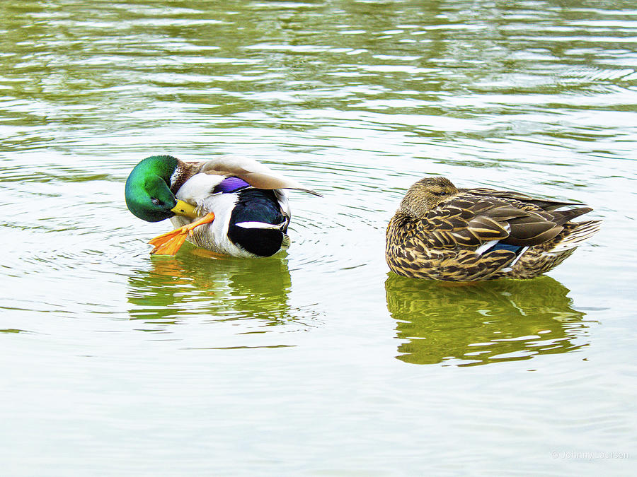 Two ducks in D.C. Photograph by John Laursen - Fine Art America