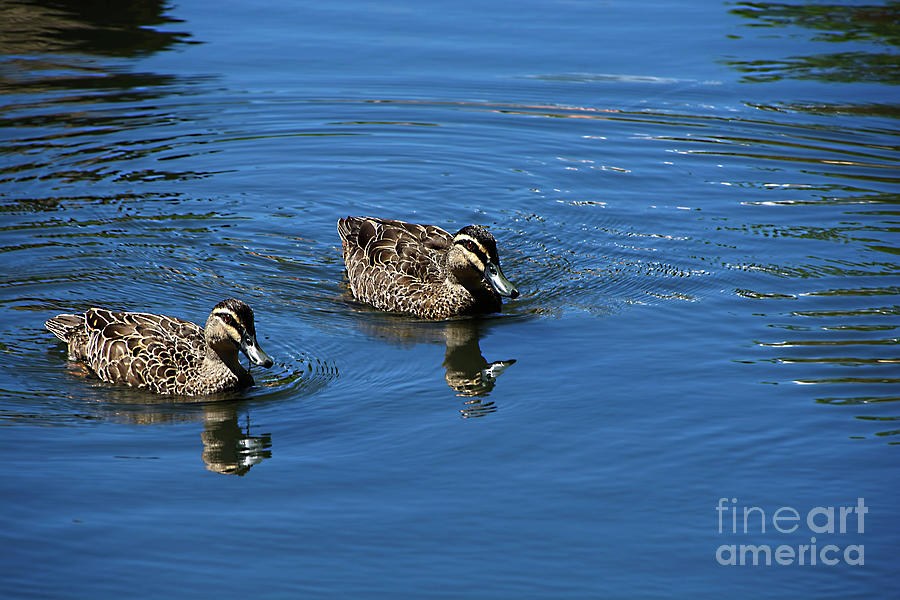 Two Ducks on a Lake by Kaye Menner Photograph by Kaye Menner