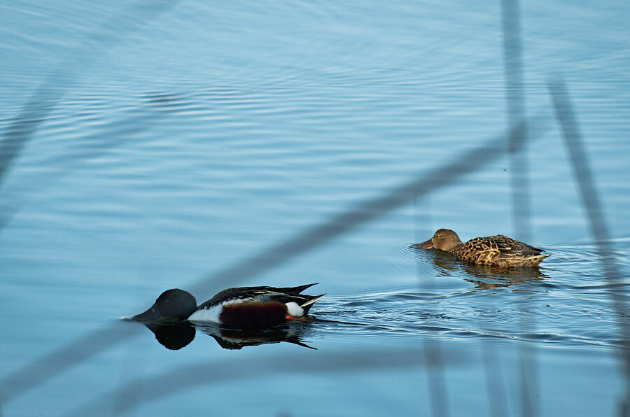 Two ducks on the lake Photograph by Angelo DeVal