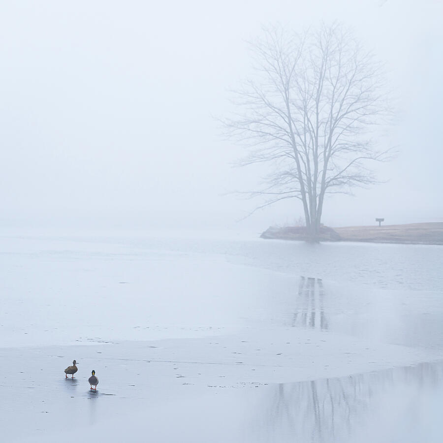 Two Ducks on Thin Ice Photograph by Dave King Two Ducks on Thin Ice Photograph by Dave King
