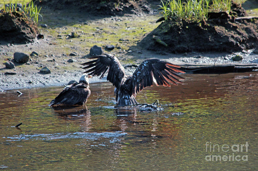 Two Eagles in a creek Photograph by Steve Speights