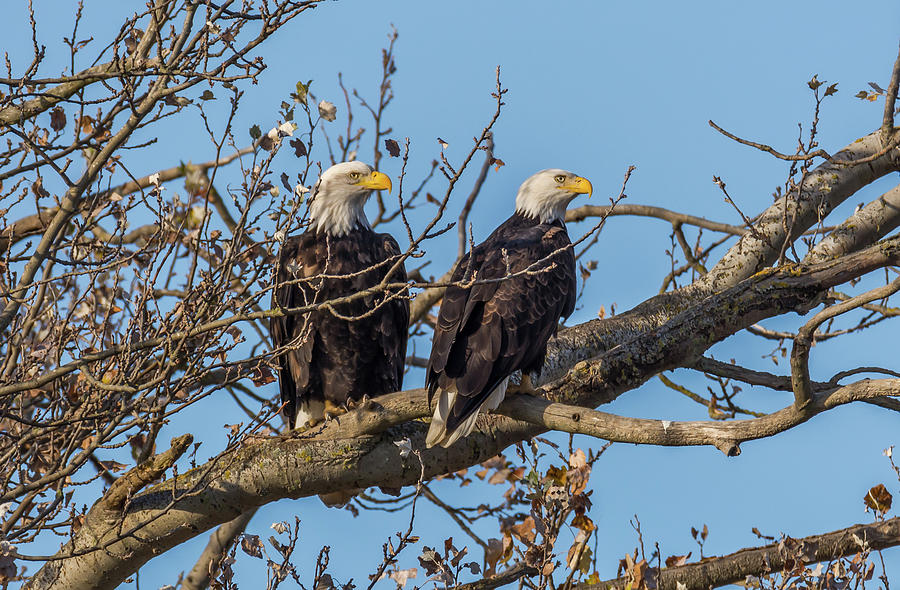 Two Eagles In A Tree Photograph