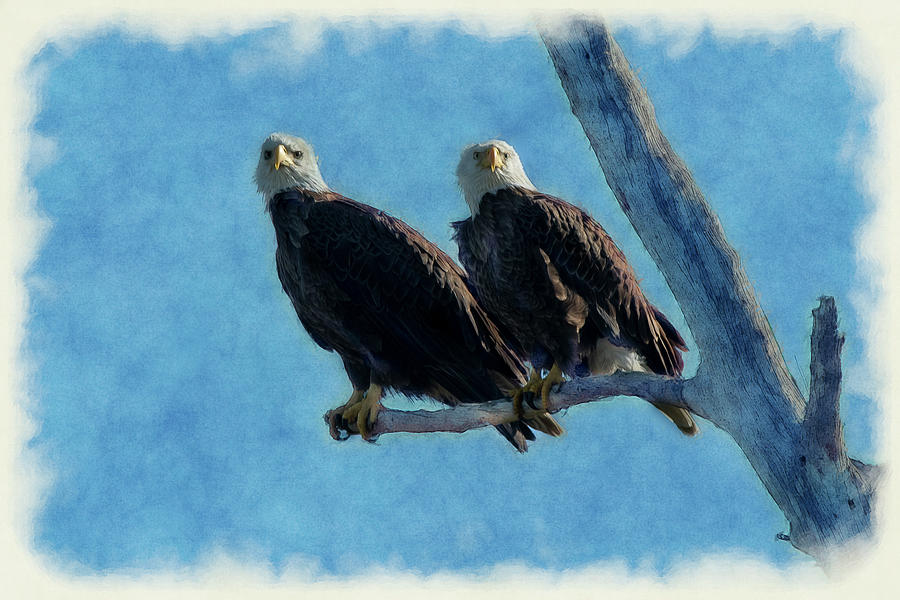 Two eagles looking while sitting on branch      paintography Photograph by Dan Friend