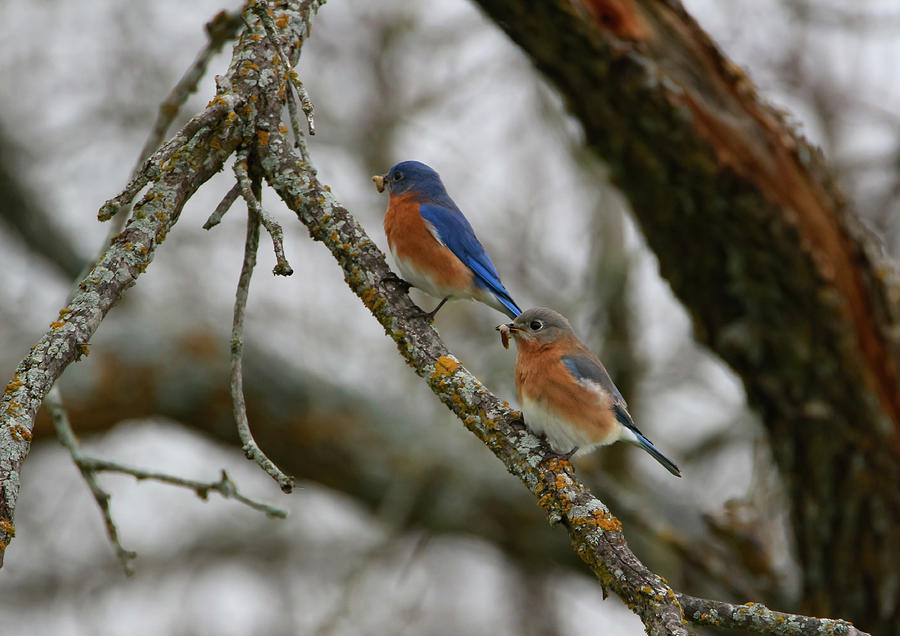 Two Eastern Bluebirds Looking in the Same Direction Photograph by Kella ...