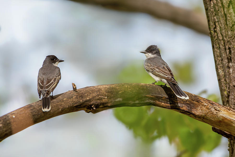 Two Eastern Kingbirds Photograph by Dale Kincaid