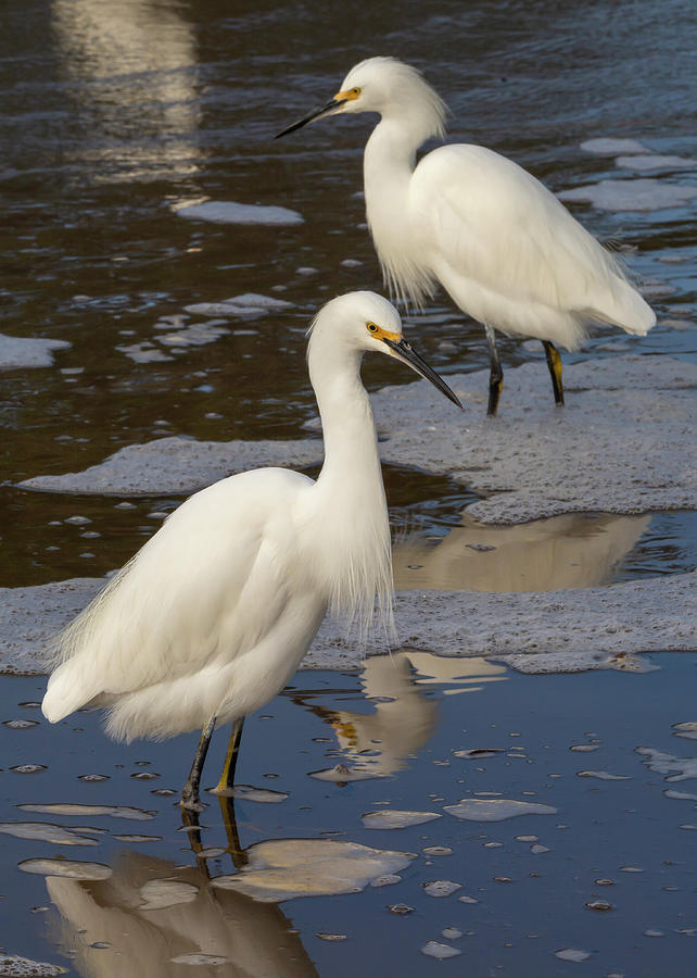 Two Egrets 12/14 Photograph by Bruce Frye - Fine Art America