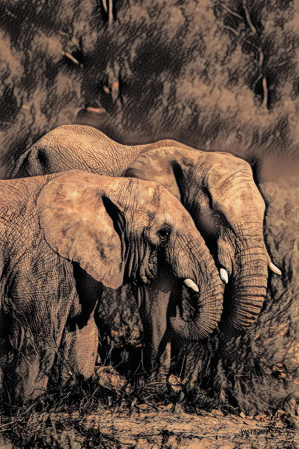 Two Elephants Digital Art