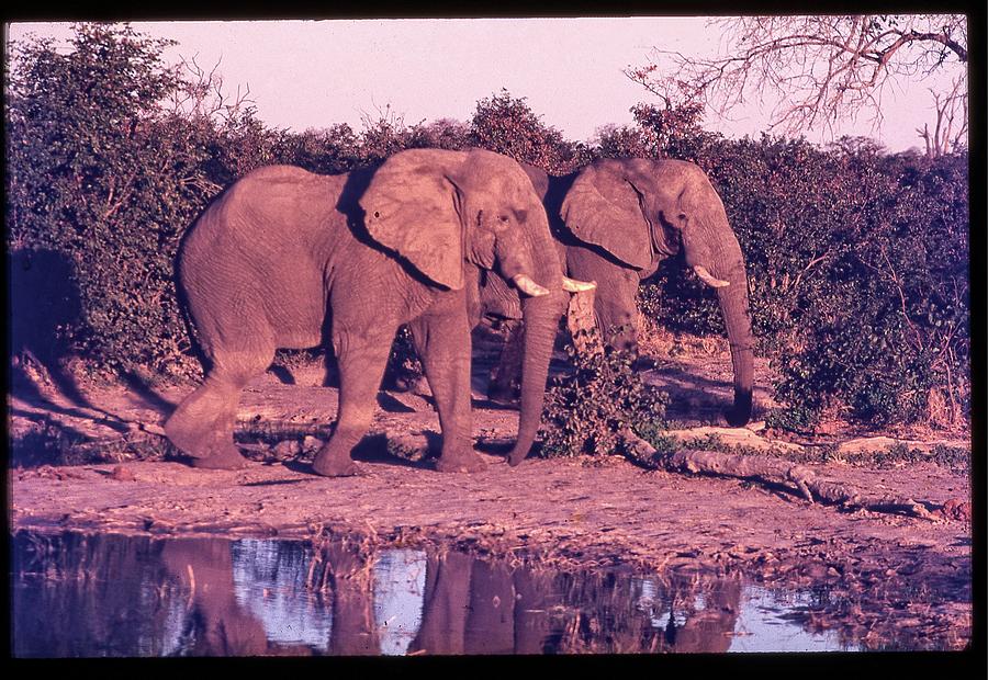 Two Elephants Going for a Walk Photograph by Russel Considine