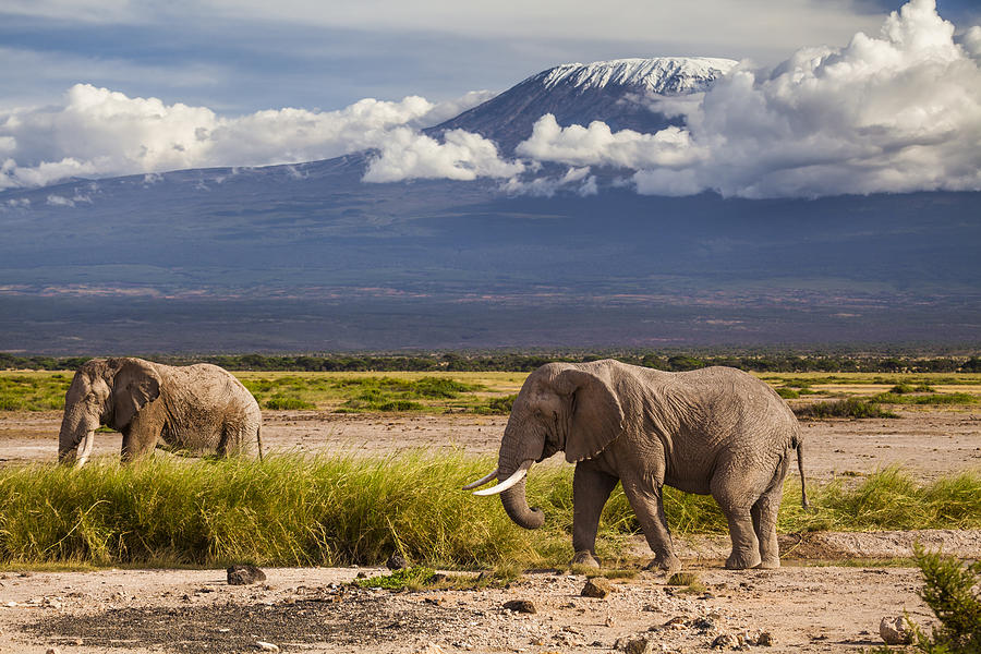 Two elephants on a background of Mount Kilimanjaro, Amboseli, Kenya Photograph by Anton Petrus