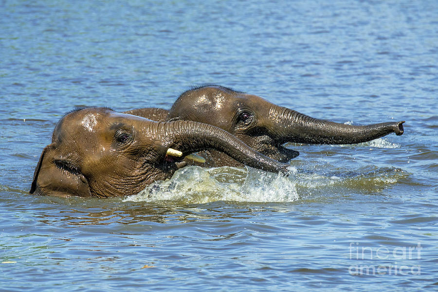 Two Elephants Playing in Water Photograph by Arterra Picture Library