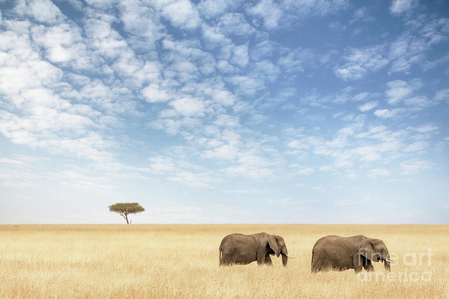 Two elephants walking in the Masai Mara Photograph by Jane Rix