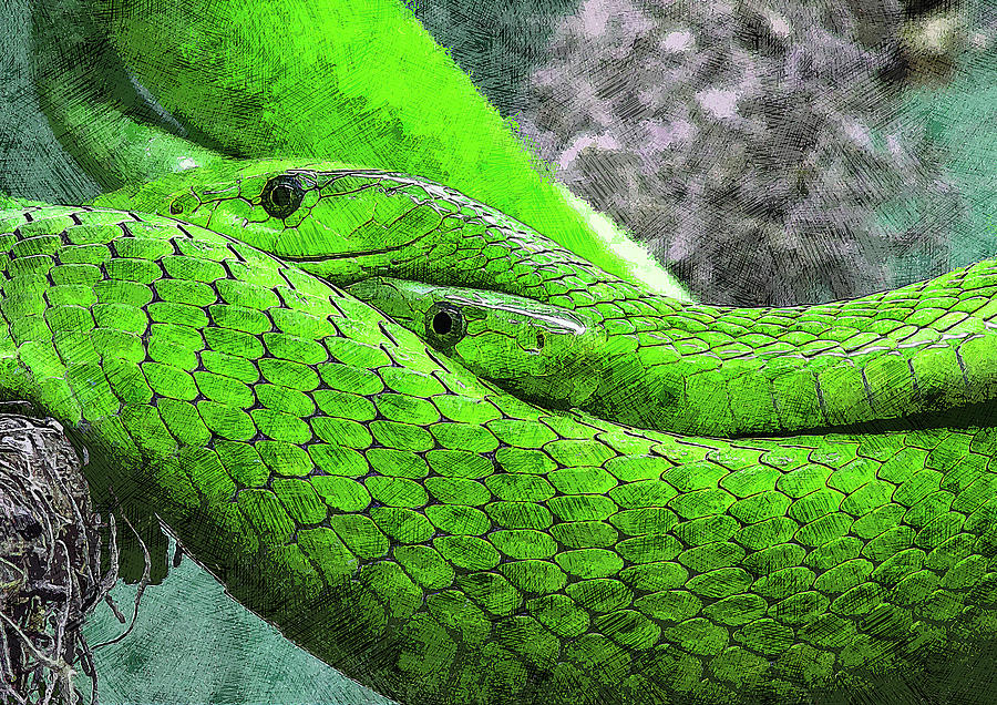 Two Emerald Green Tree Python Painting by Custom Pet Portrait Art Studio