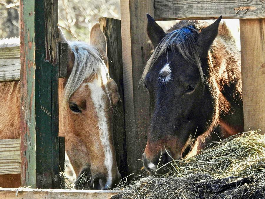Two Equine Friends Having Lunch Photograph by Kathy Chism