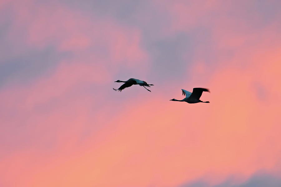 Two Eurasian cranes are flying through the pink and violet sky at sunset Photograph by Ulrich Kunst And Bettina Scheidulin