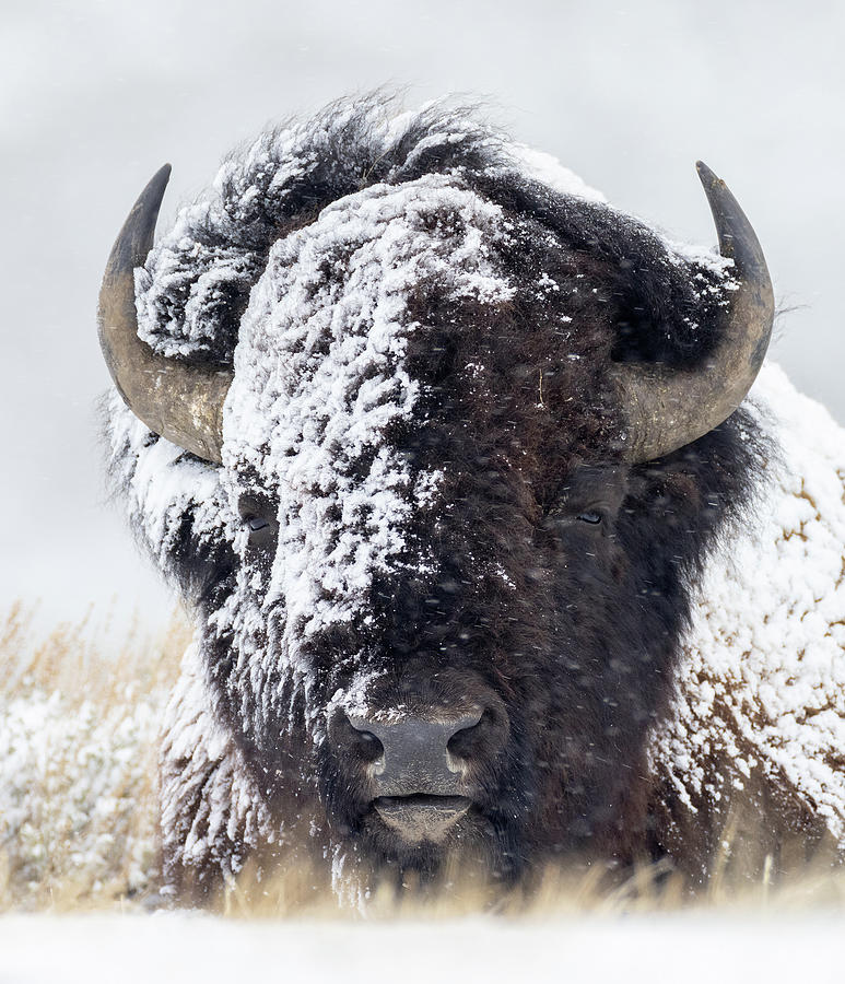 Two Face Bison Photograph by Max Waugh