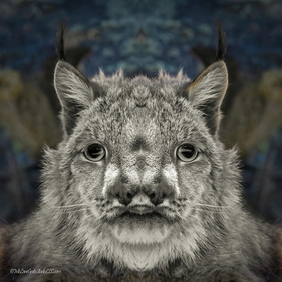 Two Faced Lynx Photograph