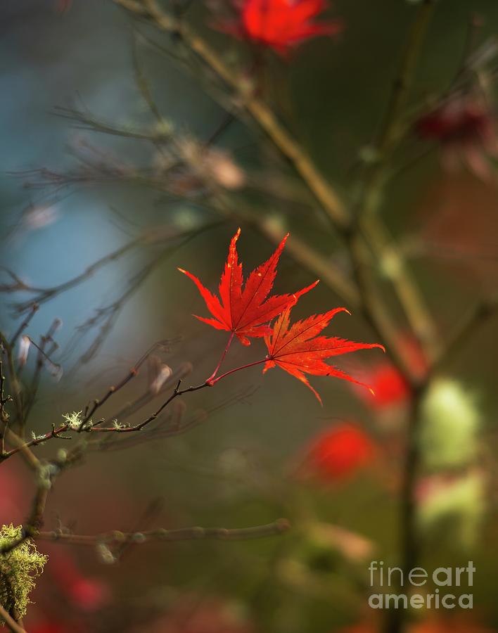 Two Fading Red Japanese Maple Leaves Photograph by Mike Reid
