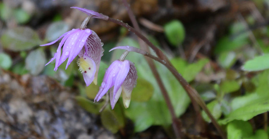 Two Fairy Slipper Orchids Photograph