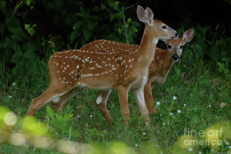 Deer Photograph - Two Fawns in the Forest by Natural Focal Point Photography