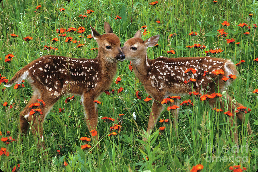 Deer Photograph - Two Fawns Talking by Chris Scroggins