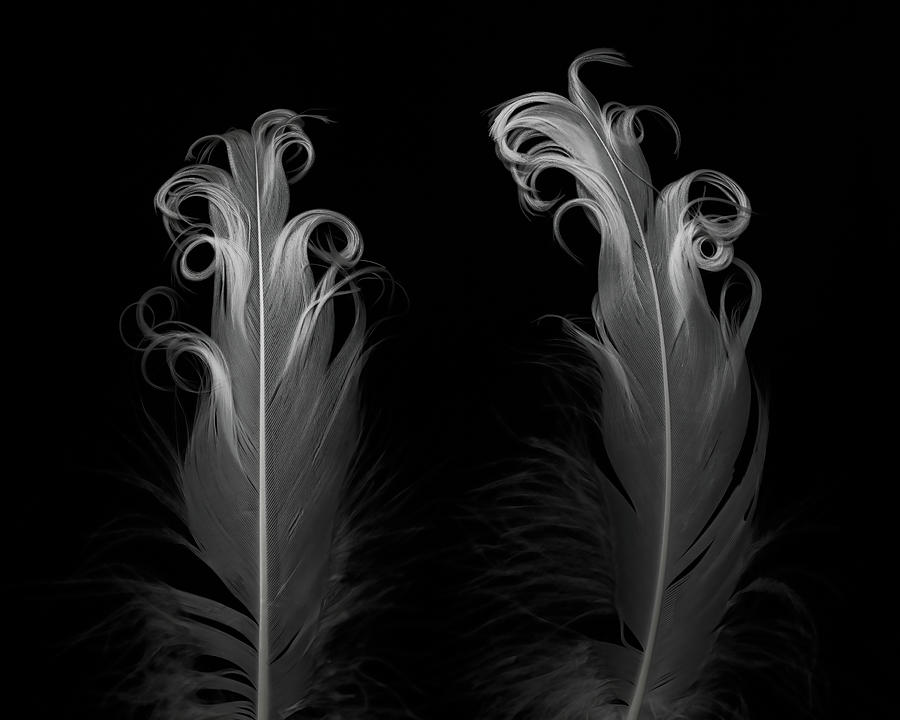 Feather Photograph - Two Feathers by Connie Carr