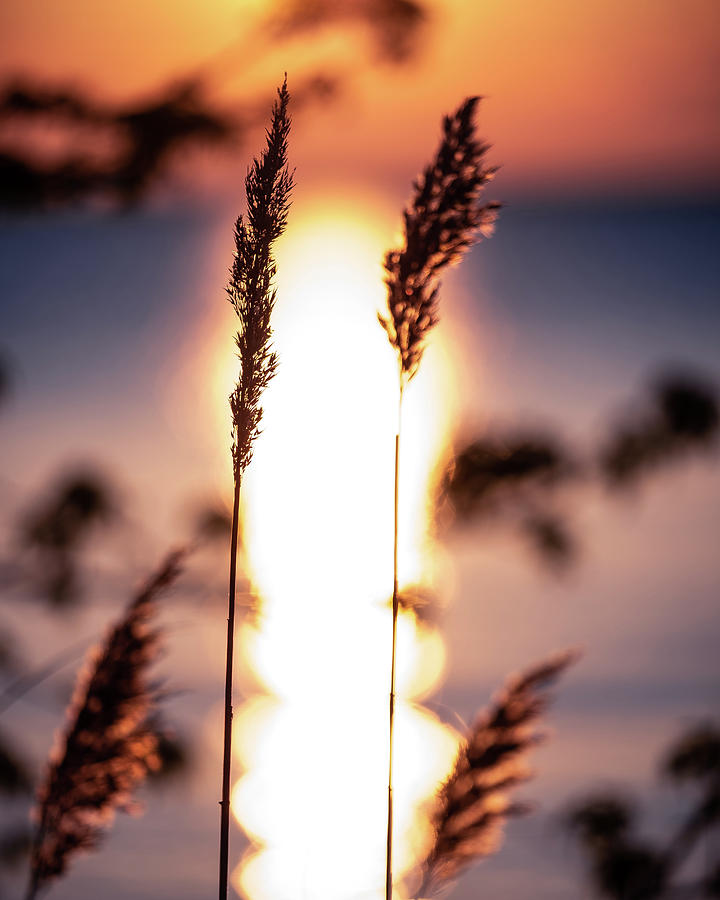 Two Ferns Photograph by Lauren Gramley - Fine Art America