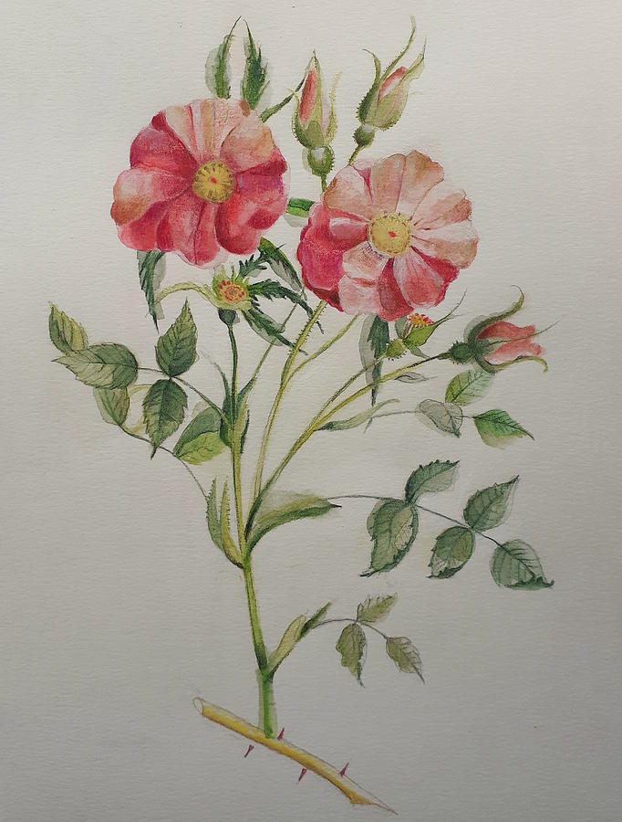 Two flowers and flower bud Drawing by Carolina Prieto Moreno
