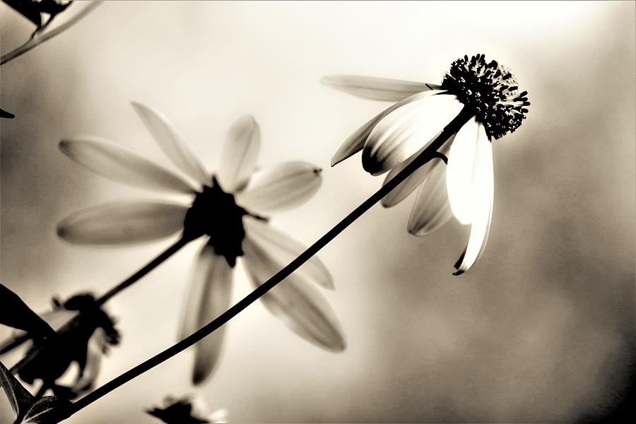 Two Flowers Photograph by Tim Kuret