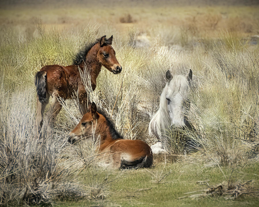 Two Foals And A Mare Photograph by Jerry Cowart