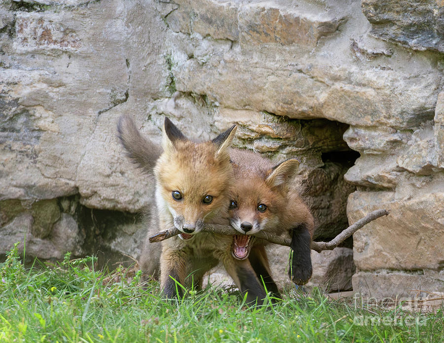 Two Fox and a Stick Photograph by Chris Scroggins