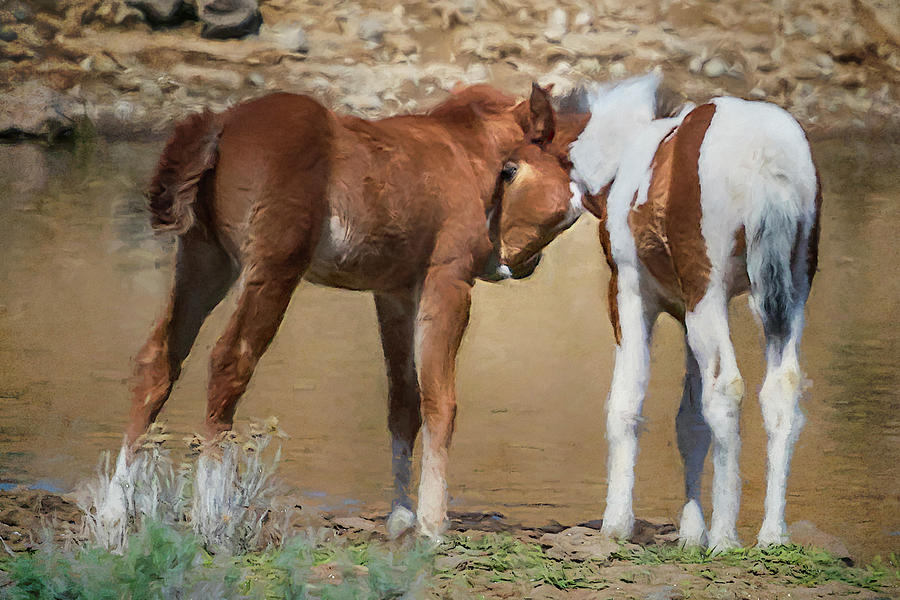 Two Friends - South Steens Mustangs Photograph by Belinda Greb