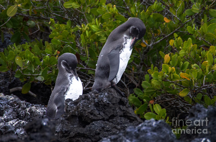 Two Galapagos Penguins on the rocks in the mangroves Photograph by L Bosco