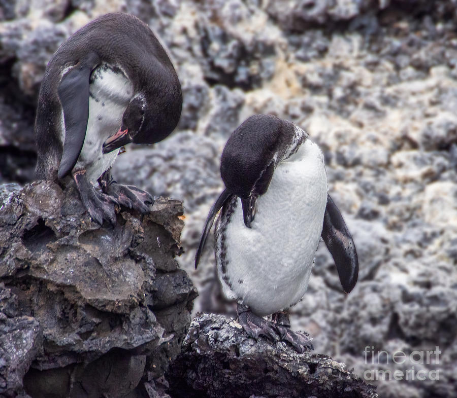 Two Galapagos Penguins on Volcanic Rock Photograph by L Bosco