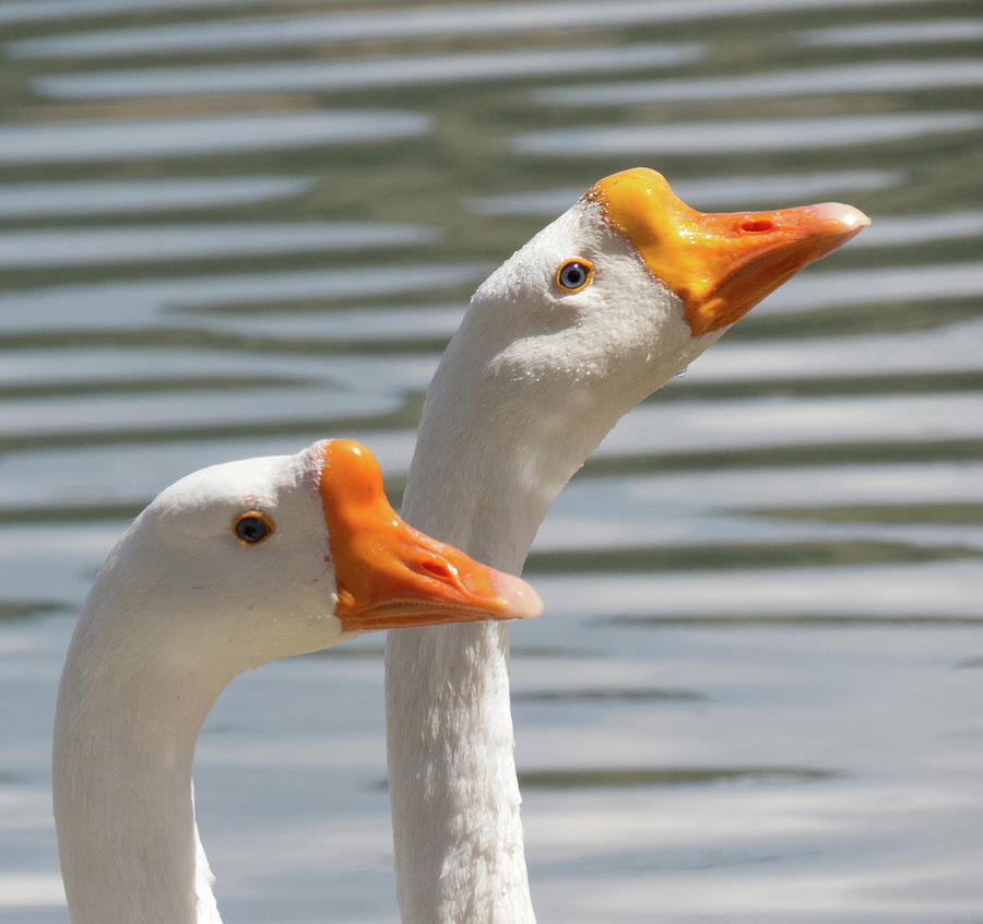 Two Geese  Photograph by Christy Garavetto