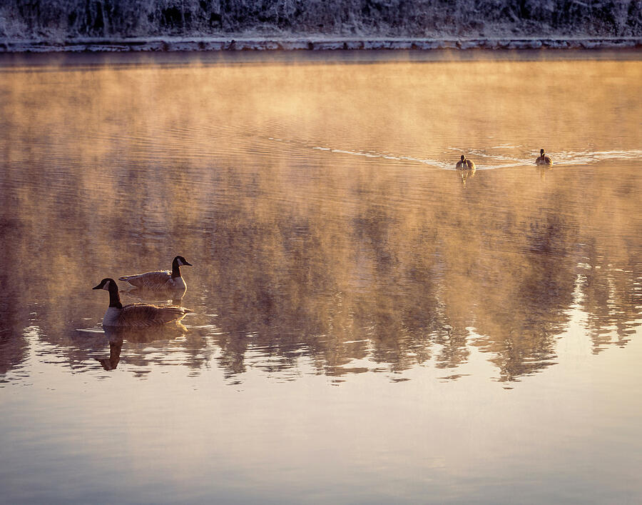 Two Geese coming thru the mist, at dawn Photograph by Robert Niemeier Two Geese coming thru the mist, at dawn Photograph by Robert Niemeier