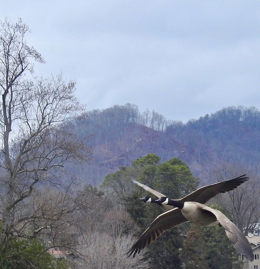 Two Geese In Flight Photograph by Kathy Chism