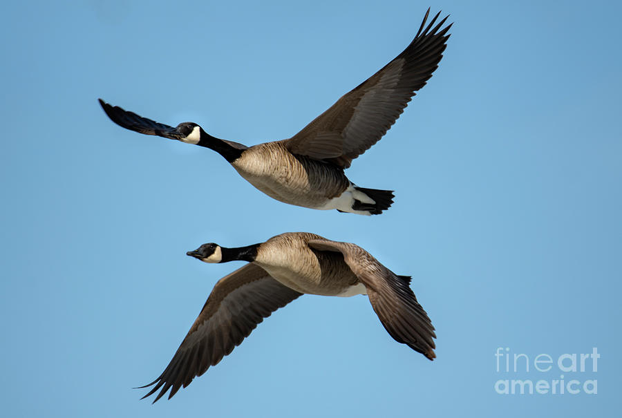 Two Geese in Flight Next to Each Other Photograph by Sandra Js