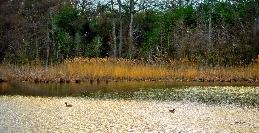 Two Geese On A Pond Photograph by Brian Wallace