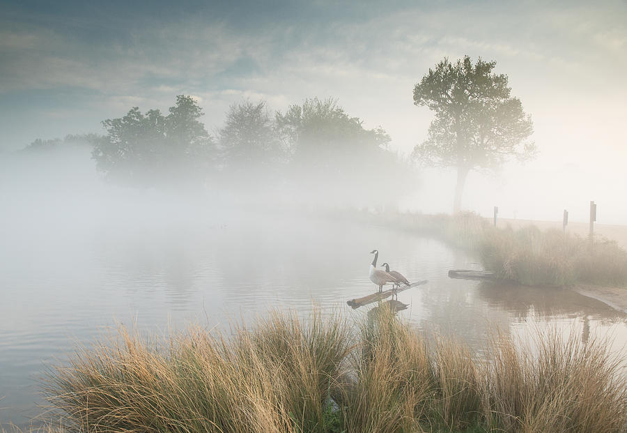 Two geese sit by a lake. Photograph by Alex Saberi