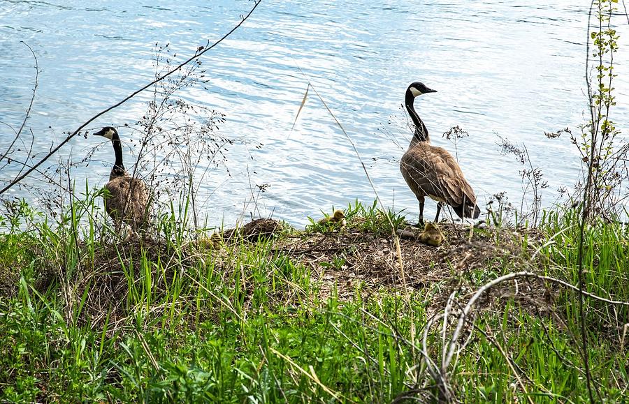 Two Geese Three Goslings Photograph by Tom Cochran