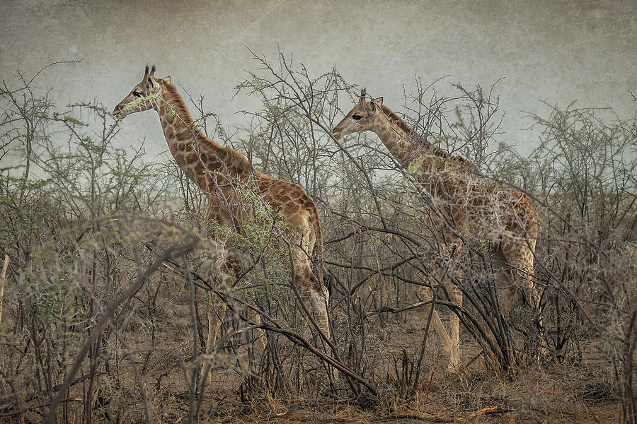Two Giraffe Calves Photograph by Belinda Greb