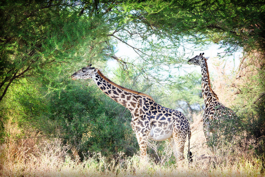 Two Giraffe Enjoying the Acacia Trees in Tarangire National Park, Tanzania Photograph by Vicki Jauron, Babylon and Beyond Photography