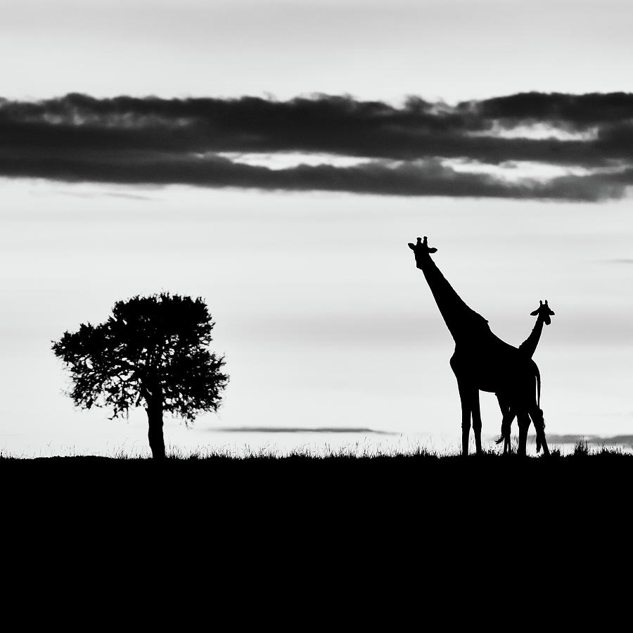 Two giraffes at sunrise - monochrome Photograph by Murray Rudd | Fine ...