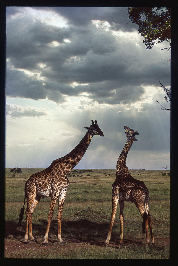 Two Giraffes Chatting Photograph by Russel Considine