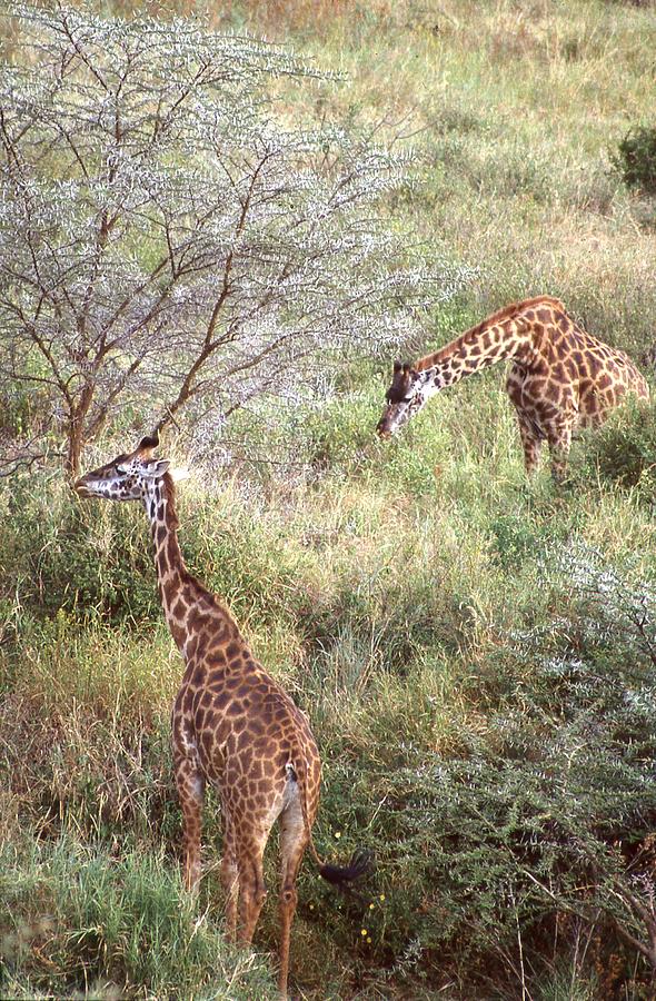 Two Giraffes Eating Photograph by Russel Considine