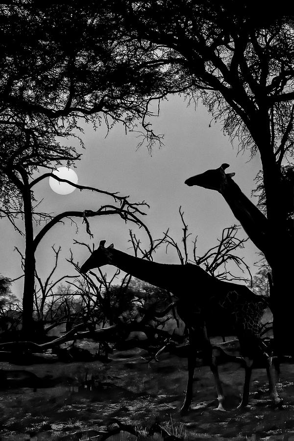 Two Giraffes in Black and White Photograph by Betty Eich