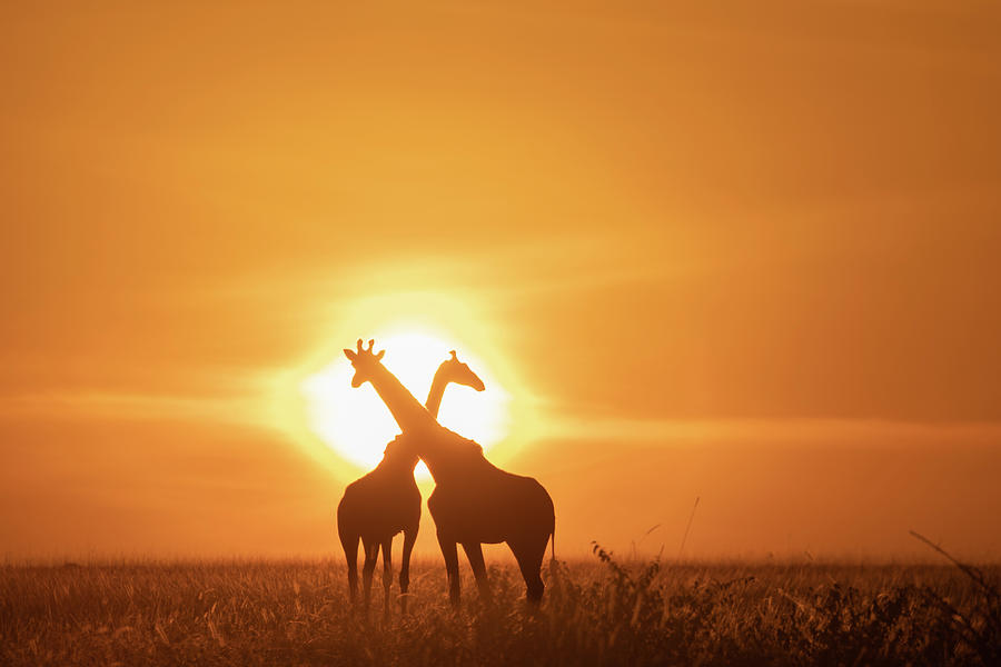 Two Giraffes in Front of the Rising Sun Photograph by Lindley Johnson